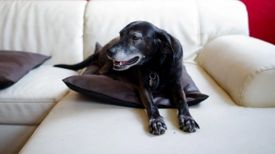 Hunde erleben das im Fernsehen Gezeigte aktiv mit. (Symbolfoto) (Foto: picture alliance / dpa)