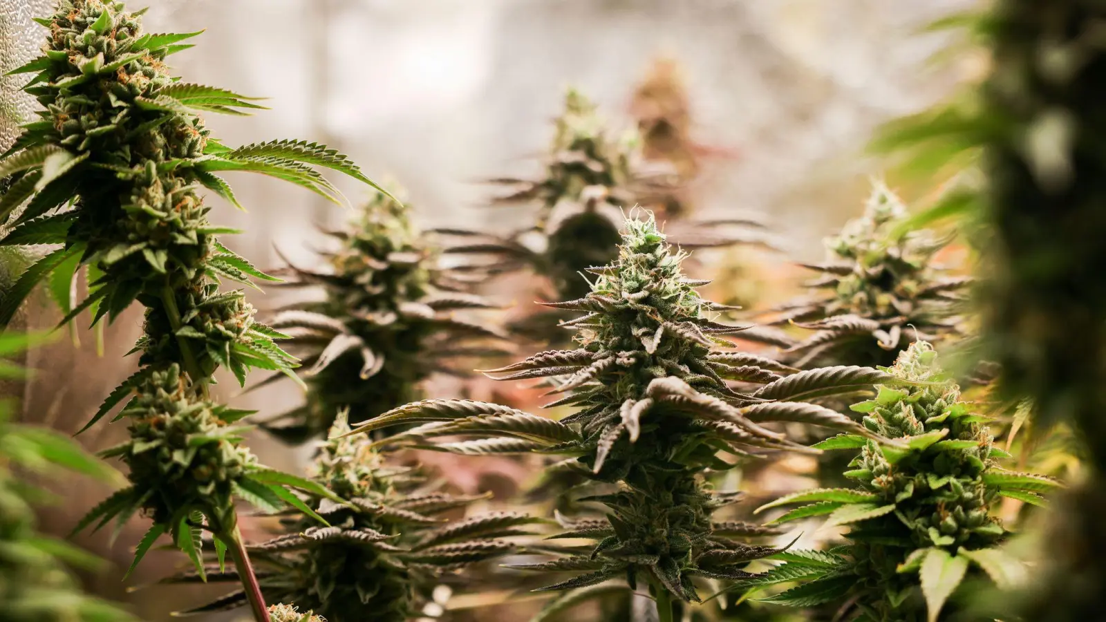 Nach einem Brand im schwäbischen Friedberg ermittelt die Polizei gegen einen 39-Jährigen wegen Verstößen gegen das Cannabisgesetz. (Symbolbild) (Foto: Christian Charisius/dpa)