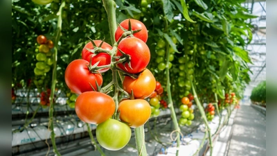 Praktisch: In einem Gewächshaus kann man das ganze Jahr über Gemüse &amp; Co. ernten und anpflanzen. (Foto: Pixabay)