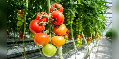 Die Seitentriebe von Tomaten ausgeizen und die Pflanzen an Stäben gut festbinden, damit die Früchte nicht abbrechen. (Foto: Pixabay)