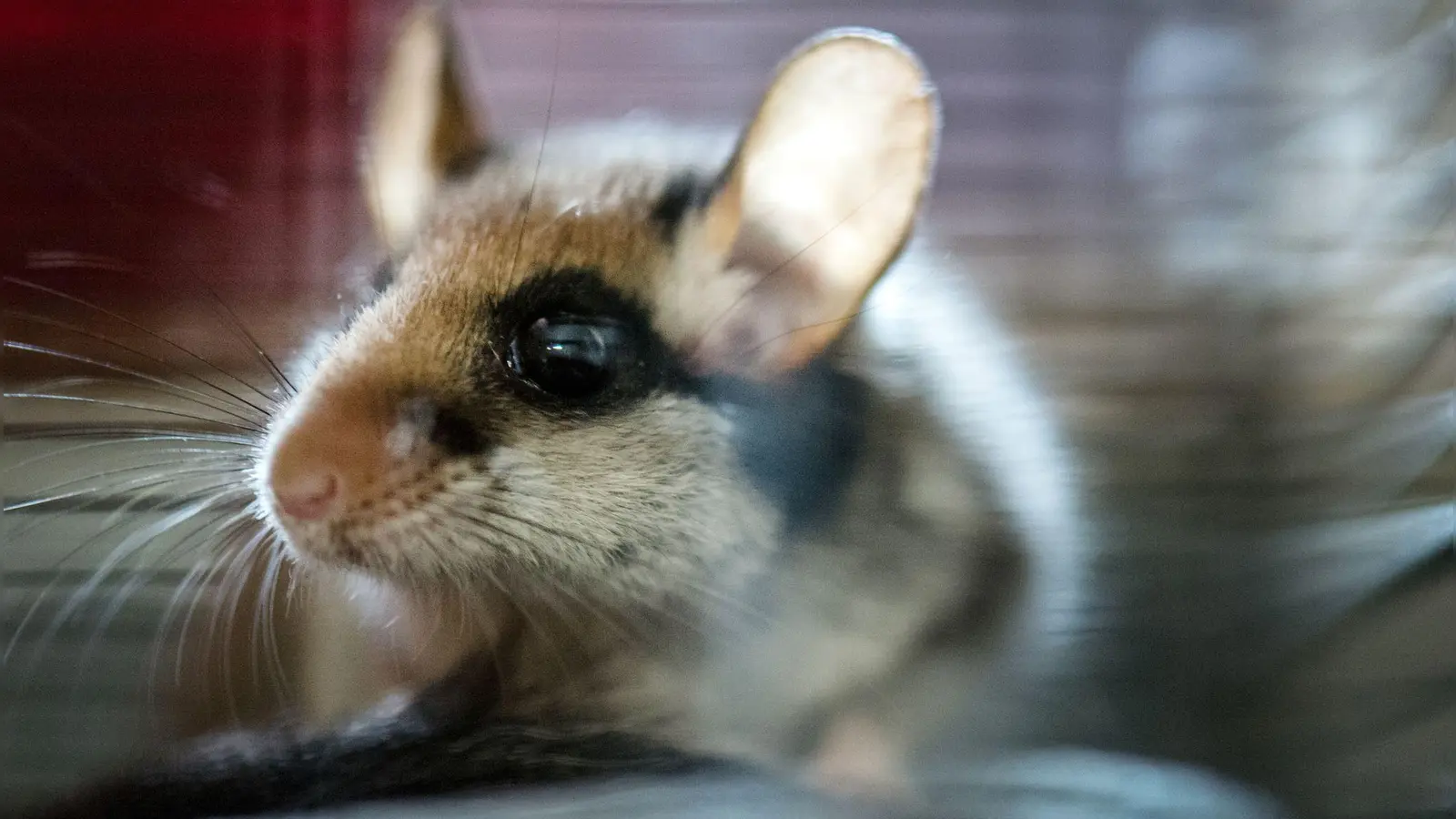 2023 wurde der Gartenschläfer von den Spenderinnen und Spendern der Deutschen Wildtierstiftung zum Tier des Jahres gewählt. (Archivbild) (Foto: Alexander Heinl/dpa/dpa-tmn)