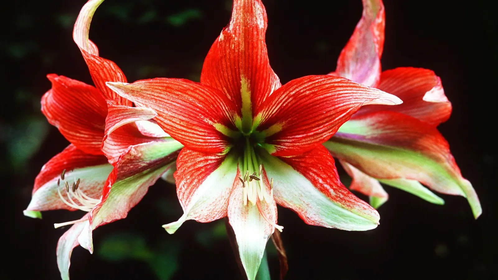 Farbtupfer im Winter: Mehrjährige Zimmerpflanzen wie die Amaryllis sind in der Weihnachtszeit eine hübsche Alternative zum Weihnachtsstern. (Foto: Marion Nickig/dpa-tmn)