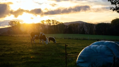 Wegen der Kuh auf der falschen Weide gerieten zwei Landwirte in der Oberpfalz in Streit. (Symbolbild) (Foto: Pia Bayer/dpa)