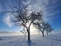 Wintersonne im Schneeland - gesehen in Ickelheim (Foto: Friedrich Thürauf)