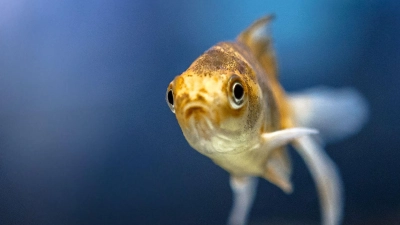 Geht’s dir gut kleiner Schleierschwanz? Fische können durch ihr Schuppenbild, Schleimabsonderung und trübe Augen Anzeichen zu ihrer Gesundheit geben. (Foto: Markus Scholz/dpa-tmn)