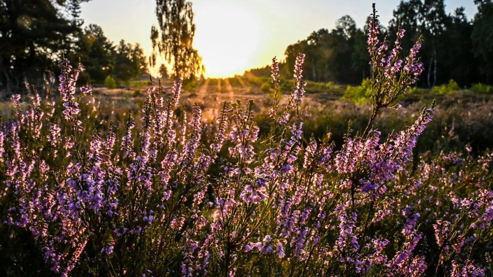 Die Sonne muss sich in den kommenden Tagen den Platz am Himmel öfter mit Wolken teilen.  (Foto: Jens Kalaene/dpa)