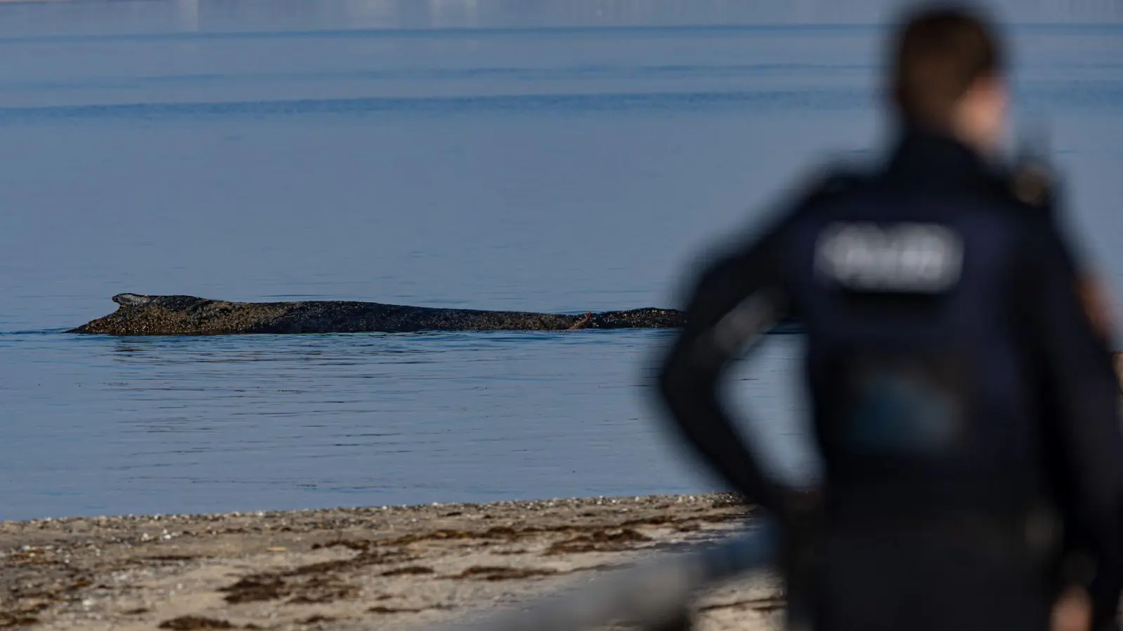 Das Tier wurde in der Nacht zum Montag laut Polizei im Wasser vor dem Ortsteil Niendorf in Timmendorfer Strand entdeckt. (Foto: Ulrich Perrey/dpa)