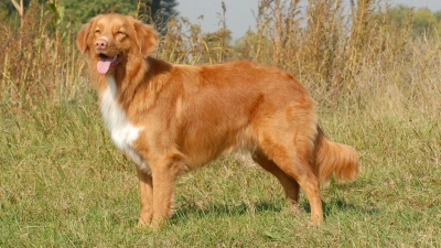Unter dem Motto „Mit meinem Hund in der Natur“ bietet die Jägervereinigung Feuchtwangen einen Begleithunde-Kurs an.  (Foto: Eva-Maria Krämer/dpa-tmn)