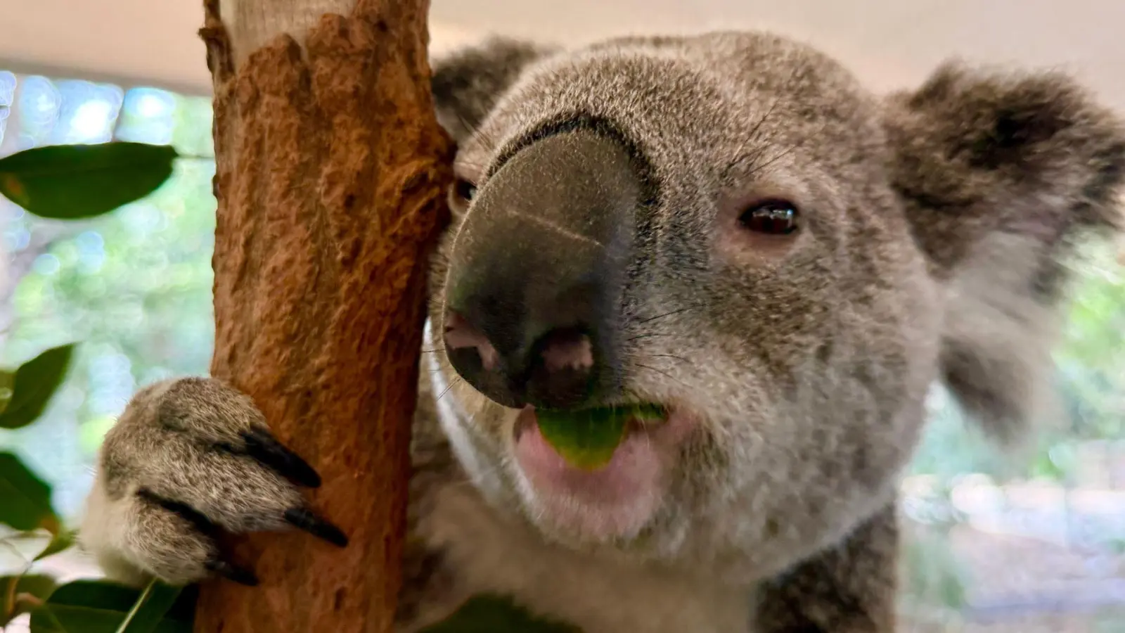Koalas sind sehr niedlich - und haben erstaunliche Eigenschaften. (Foto: Carola Frentzen/dpa)