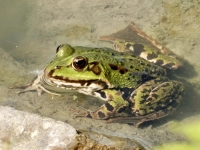 Frosch im Wasser - gesehen in Bad Windsheim (Foto: Penelope Meyer)
