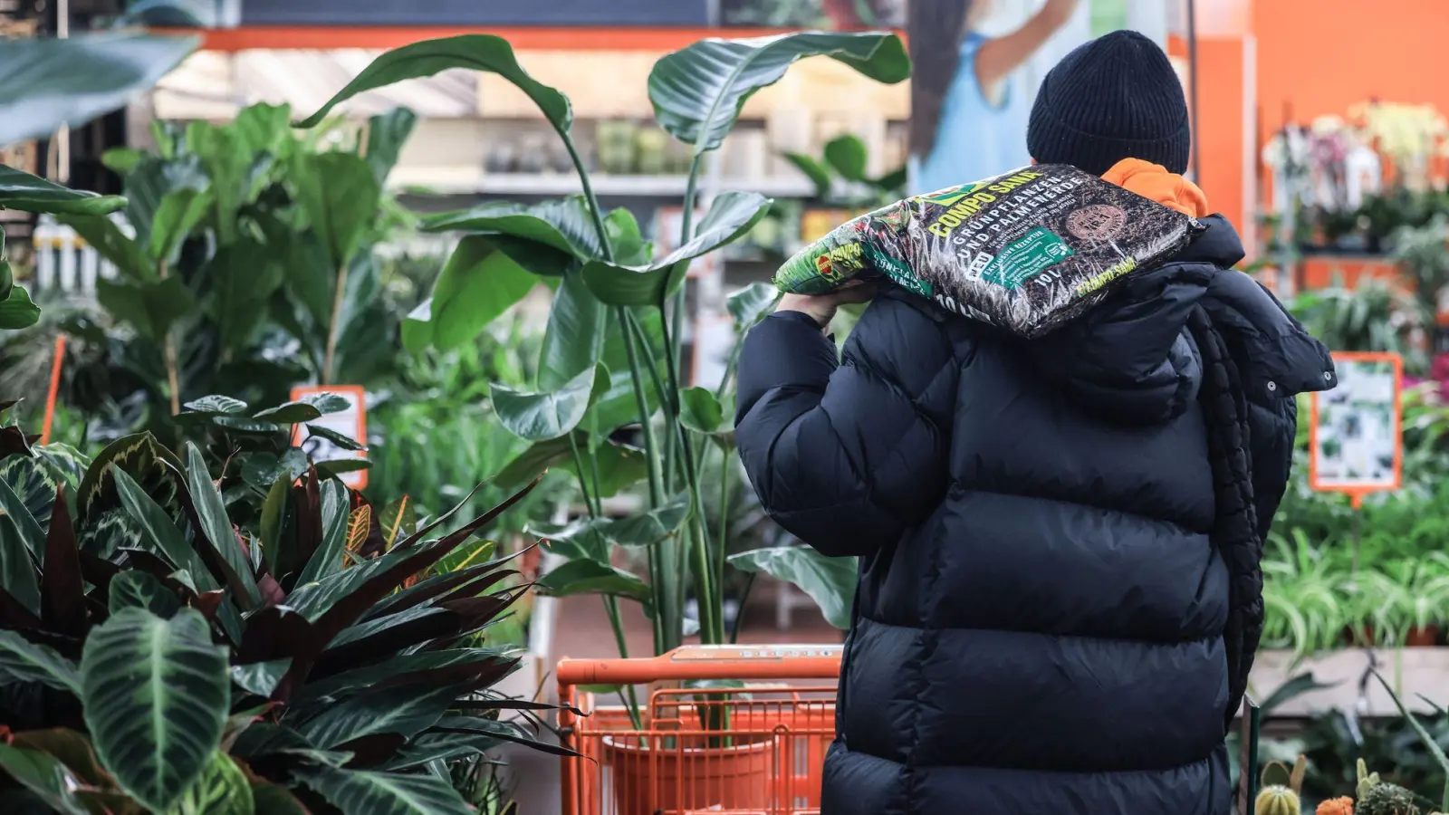 Neue Pflanzen fürs Zuhause: Bereits im Laden lohnt ein genauer Blick auf Topf und Blätter. (Foto: Oliver Berg/dpa/dpa-tmn)