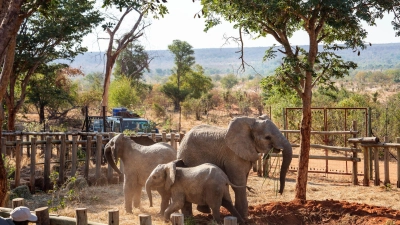 Die Elefantenwaisen erkunden das Gehege gleich nach ihrer Ankunft im Naturschutzgebiet Panda Masuie in Simbabwe. (Foto: Tyson Mayr/IFAW/dpa)