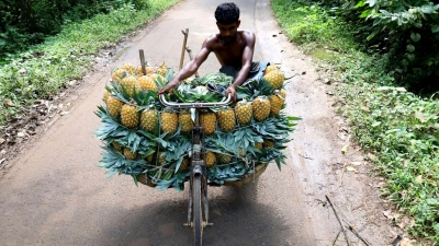 Ananastransport per Fahrrad in Bangladesch (Foto: Syed Mahabubul Kader/ZUMA Press Wire/dpa)