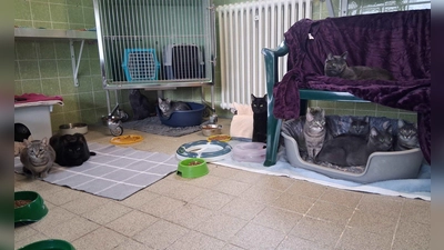 Einige der geretteten Katzen sitzen in einem Tierheim in München. (Foto: Tierschutzverein München/dpa)