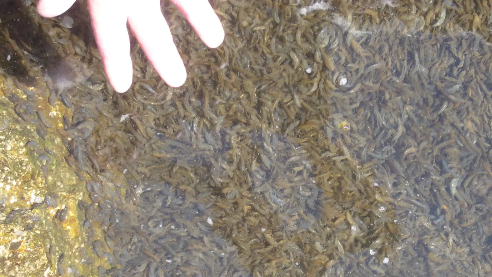 Bachflohkrebse sind vielerorts die größte Biomasse an kleinen Gewässern. Sie dienen vielen Fischen als einfach zu fressende Nahrung. (Foto: Ulrich Meßlinger)