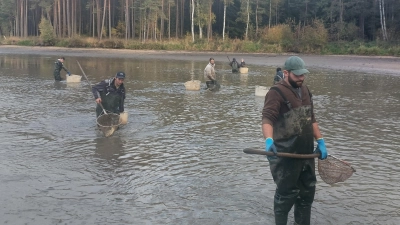 Beim Abfischen des oberen Brunner Weihers unweit von Ehingen packten fleißige Helfer mit an. (Foto: Jürgen Eisen)