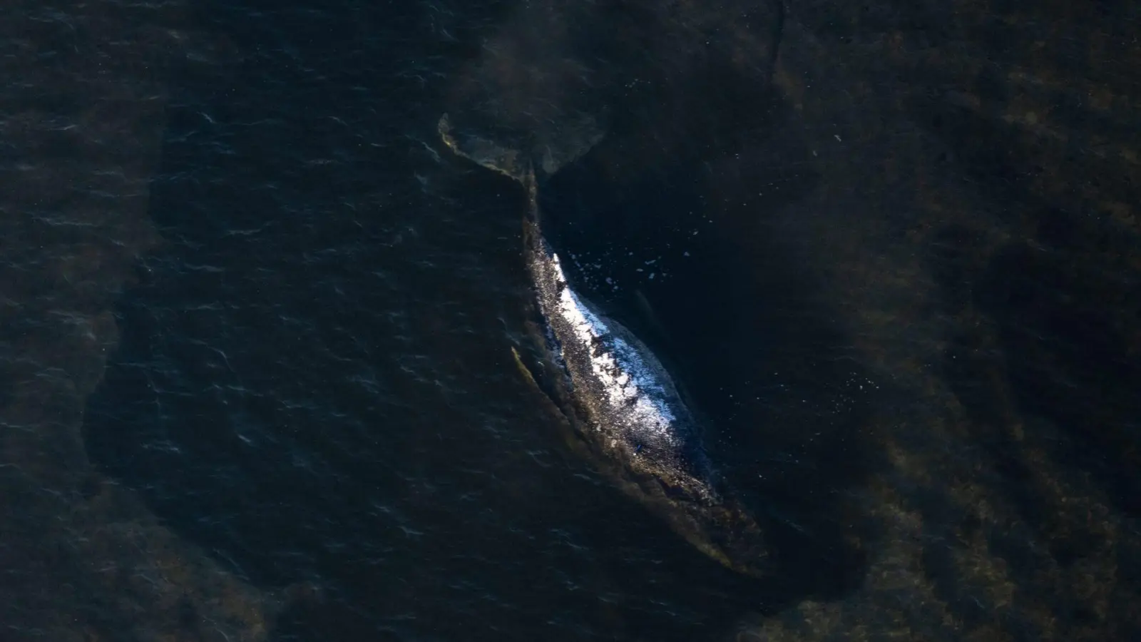 Der Wal liegt weiter fest, aber er lebt noch.  (Foto: Philip Dulian/dpa)