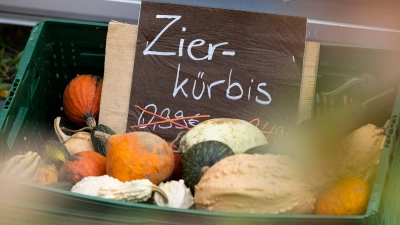Hübsch anzusehen, aber nichts für den Teller: Zierkürbisse können giftige Bitterstoffe enthalten. (Foto: Friso Gentsch/dpa/dpa-tmn)