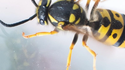 In Stresssituationen werden Wespen quasi zu Robotern - ein inneres Programm sagt ihnen, sie sollen zum Licht fliehen. Ist eine Scheibe im Weg, können sie damit nicht umgehen. (Foto: Julian Stratenschulte/dpa/dpa-tmn/Archivbild)