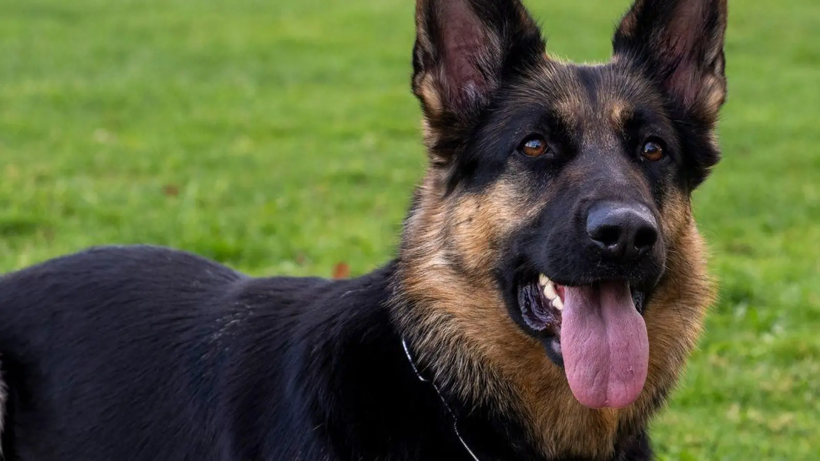 Die Polizei ermittelt nun gegen die Hundehalterin. (Symbolbild) (Foto: Stefan Puchner/dpa)