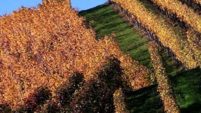 Die Blätter der herbstlich verfärbten Weinberge in Sulzfeld leuchten im Sonnenschein. (Foto: Karl-Josef Hildenbrand/dpa)