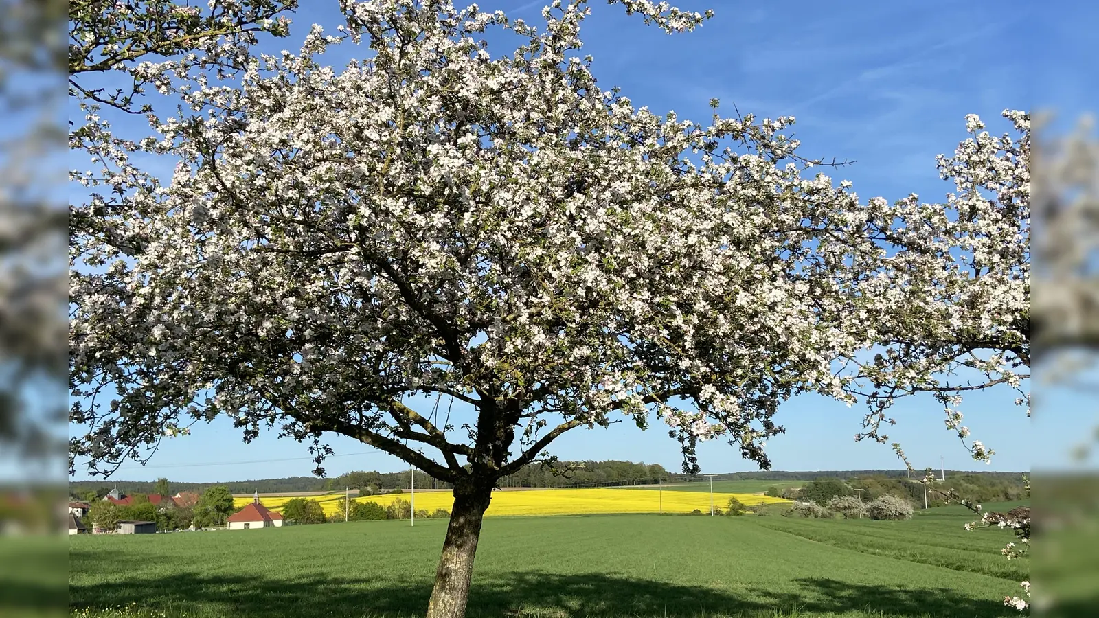 Blütezeit - gesehen bei Roßbach. (Foto: Manuela Loscher-Frühwald)