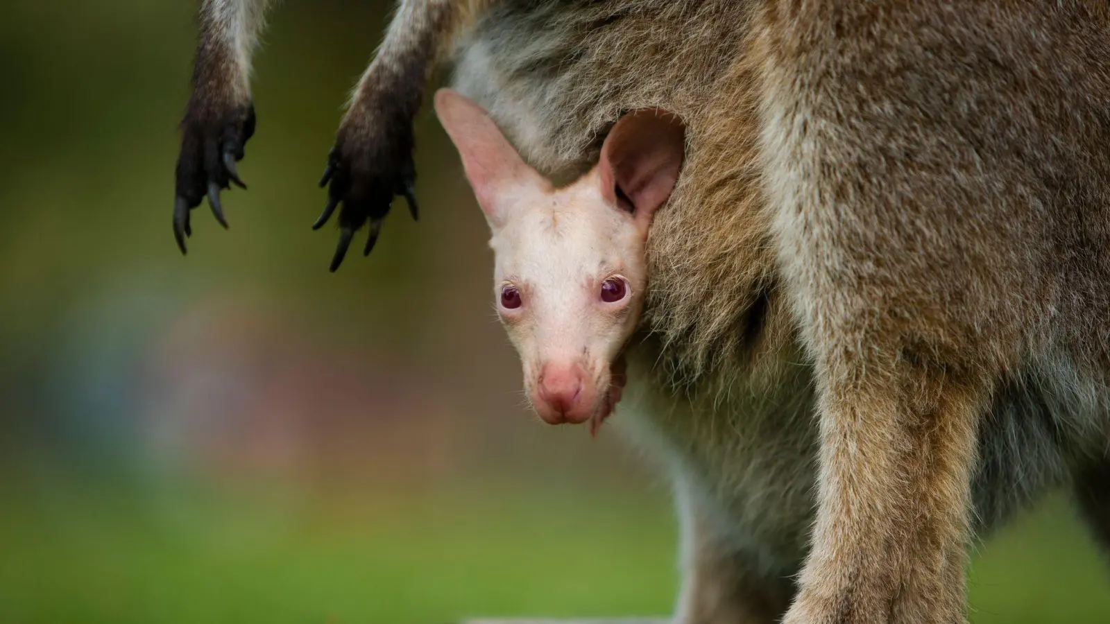 Olaf verzaubert Besucher des Tierparks südlich von Sydney. (Foto: Symbio Wildlife Park/dpa)