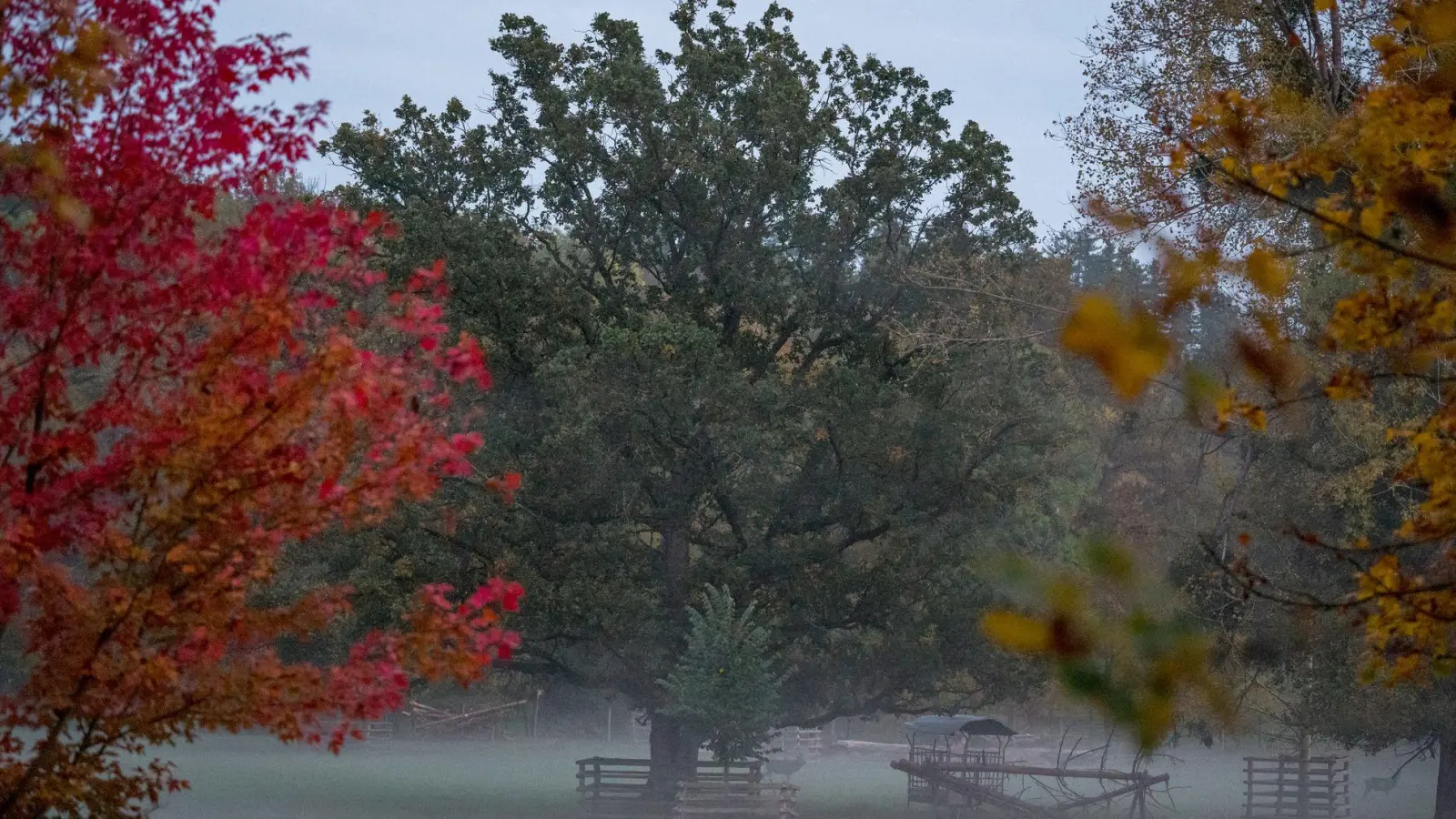 Nebel im oberfränkischen Wildpark Schloss Tambach.  (Foto: Daniel Vogl/dpa)