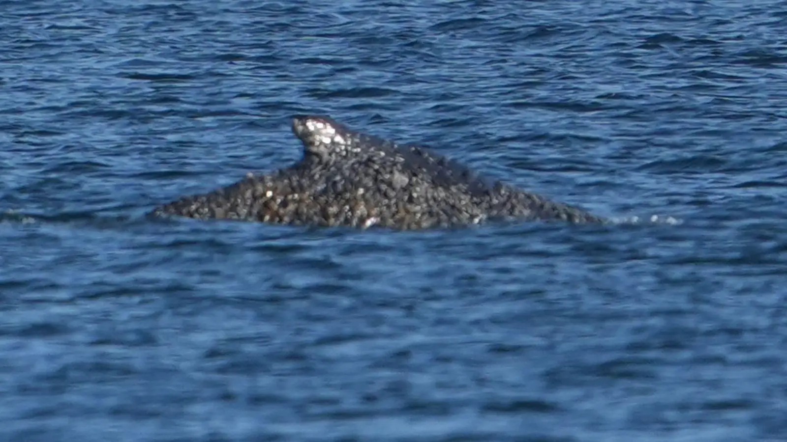 Der Buckelwal konnte sich befreien und schwimmt nun in der Lübecker Bucht. (Foto: Marcus Brandt/dpa)