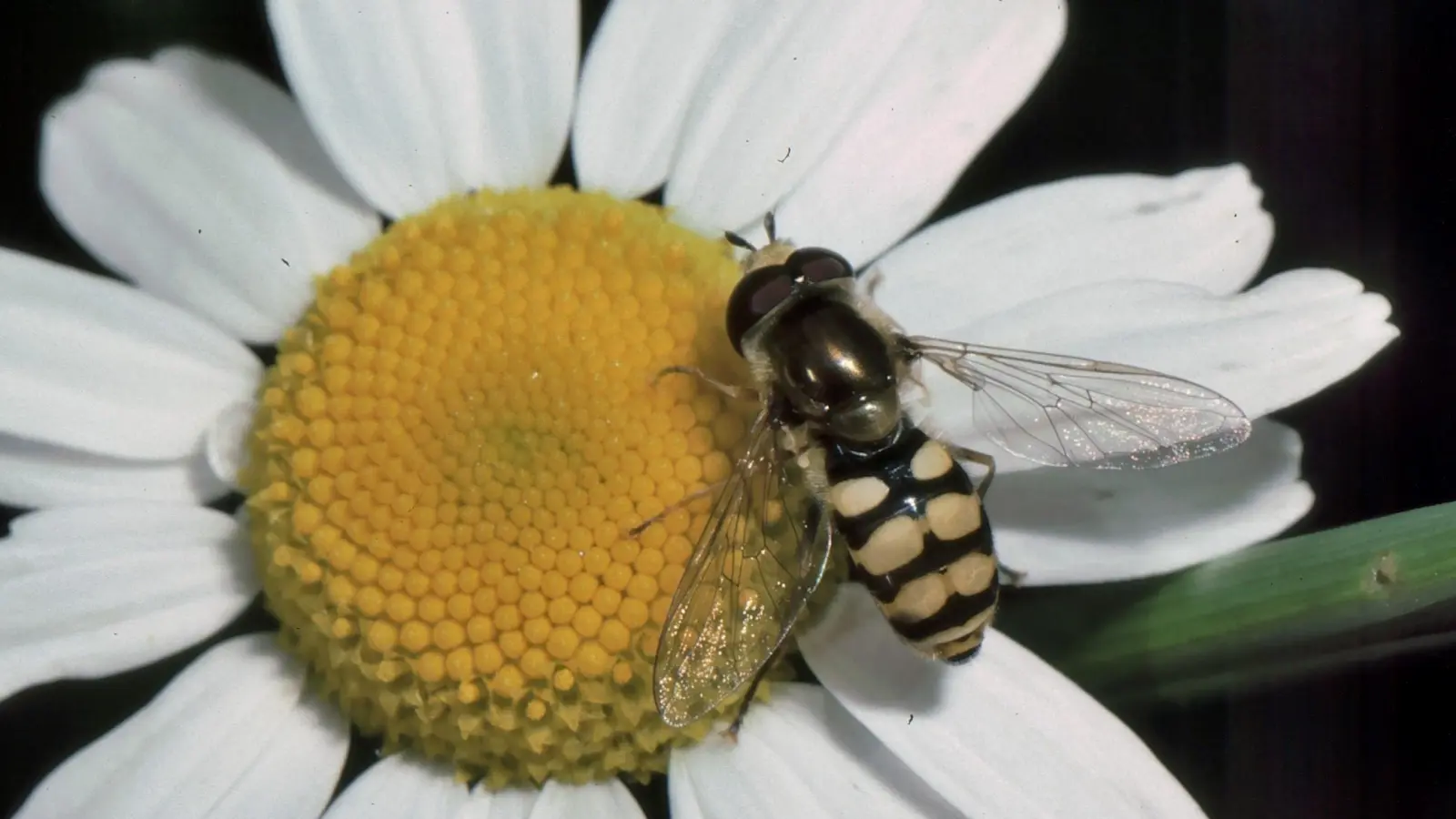 Die Gemeine Feldschwebfliege gehört im Sommer zu den häufigen Besuchern in Gärten mit blühenden Pflanzen. (Foto: Ulrich Meßlinger)