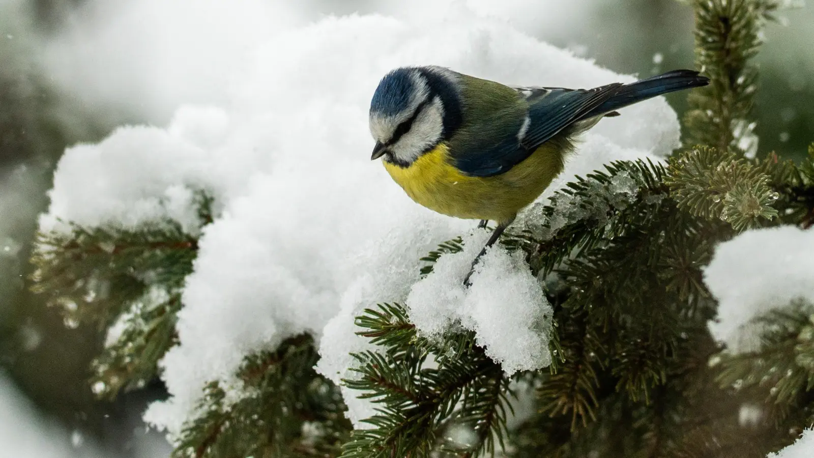 Über 20 Zentimeter Neuschnee? Der Winter hat ja wohl eine Meise! (Foto: Johann Schmidt)