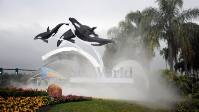 Zum Schutz von Meeressäugern: Dertour nimmt Ausflüge wie ins Seaworld in Florida aus seinem Programm. (Foto: Preston Mack/EPA/dpa-tmn)