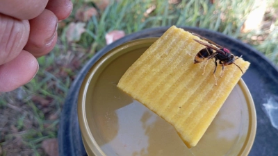 Die Asiatische Hornisse ist hauptsächlich schwarz gefärbt. Vorne am Kopf ist sie orange getupft (sieht man auf diesem Bild nicht) und hinten gelb. Hier nascht sie gerade ein Lockmittel, bestehend aus Bier, Wein und Zucker. (Foto: Josef Weiss)