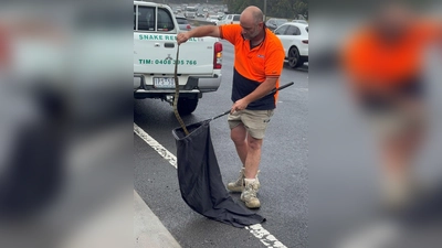 In Australien musste sich eine Frau vor einer tödlichen Giftschlange aus ihrem Auto retten. (Foto Handout) (Foto: --/Victoria Police/dpa)