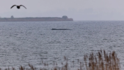 Der Buckelwal atmet inzwischen schwächer. (Foto: Marcus Golejewski/dpa)