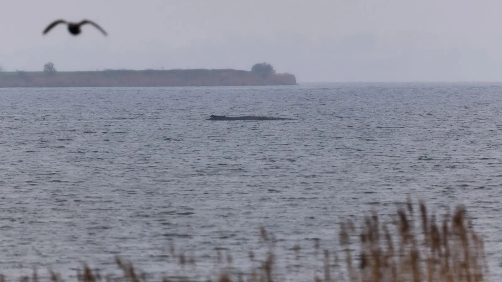 Der Buckelwal atmet inzwischen schwächer. (Foto: Marcus Golejewski/dpa)