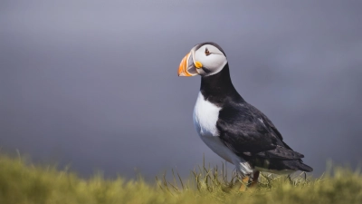 Vögel lichtet der junge Herrieder Fotokünstler Tim Birmann besonders gern ab. „Lundi” ist diese Aufnahme überschrieben – das Wort bedeutet auf Isländisch Papageientaucher.  (Foto: Tim Birmann)