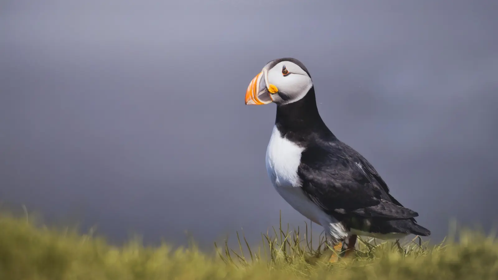 Vögel lichtet der junge Herrieder Fotokünstler Tim Birmann besonders gern ab. „Lundi” ist diese Aufnahme überschrieben – das Wort bedeutet auf Isländisch Papageientaucher.  (Foto: Tim Birmann)