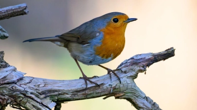 Mit den richtigen Pflanzen wird der Garten zum beliebten Treffpunkt für viele Vogelarten. (Foto: Patrick Pleul/dpa/dpa-tmn)