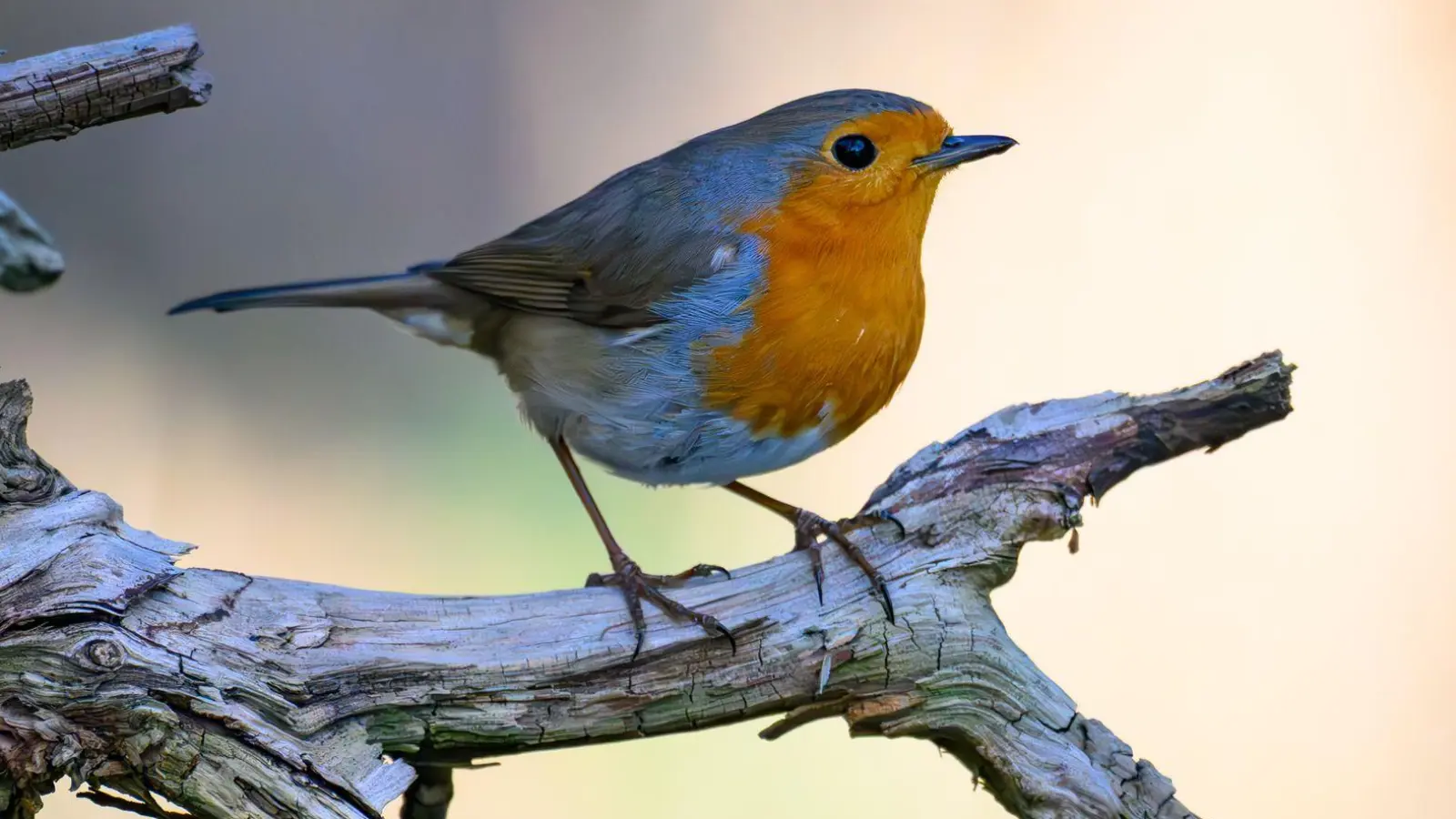 Mit den richtigen Pflanzen wird der Garten zum beliebten Treffpunkt für viele Vogelarten. (Foto: Patrick Pleul/dpa/dpa-tmn)