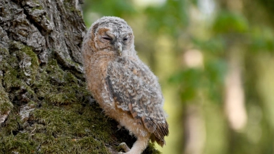 Vogelschützer des LBV beobachteten im Februar weniger Waldkäuze im Nymphenburger Schlosspark. (Archivbild) (Foto: Carsten Rehder/dpa)