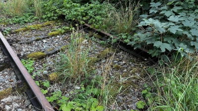 Fast schon ein Biotop: Die Bahngleise im nördlichen Dinkelsbühler Stadtbereich sind über die Jahrzehnte zugewuchert. (Foto: Martina Haas)