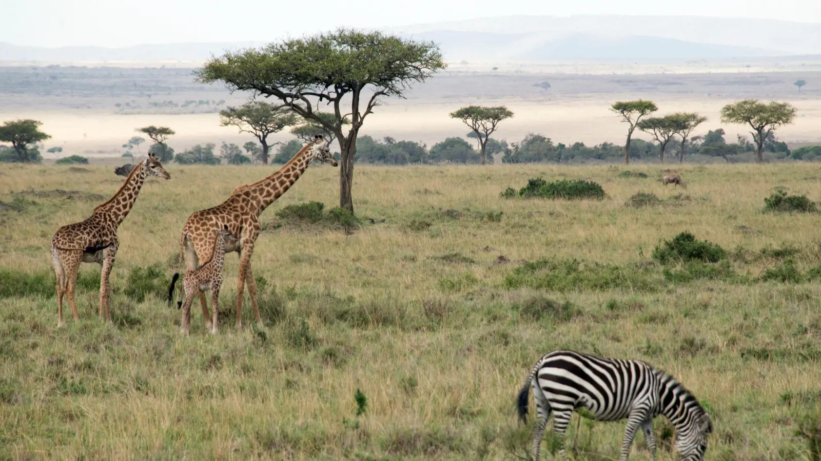 Flugzeuge und Zebras können sich im Nationalpark gefährlich nah kommen.  (Foto: picture alliance / Gioia Forster/dpa)