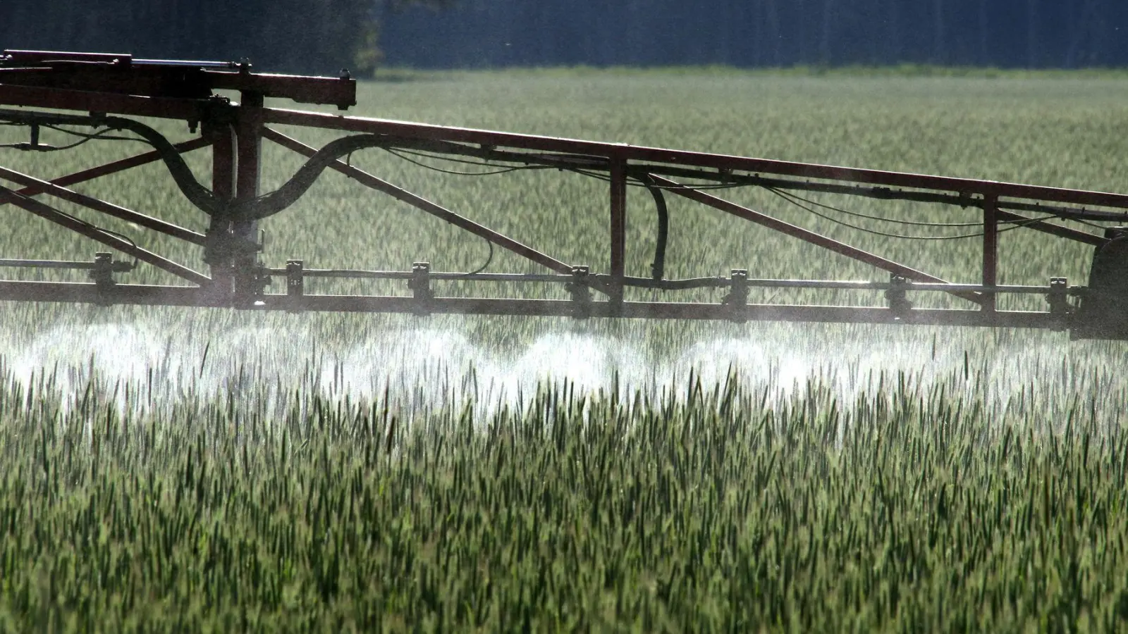 Ein Landwirt versprüht Pflanzenschutzmittel über ein Roggenfeld. (Foto: Peter Förster/dpa)
