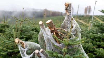 Hauptregion für den Anbau bayerischer Weihnachtsbäume ist der Norden des Freistaats. (Foto: Heiko Becker/dpa)