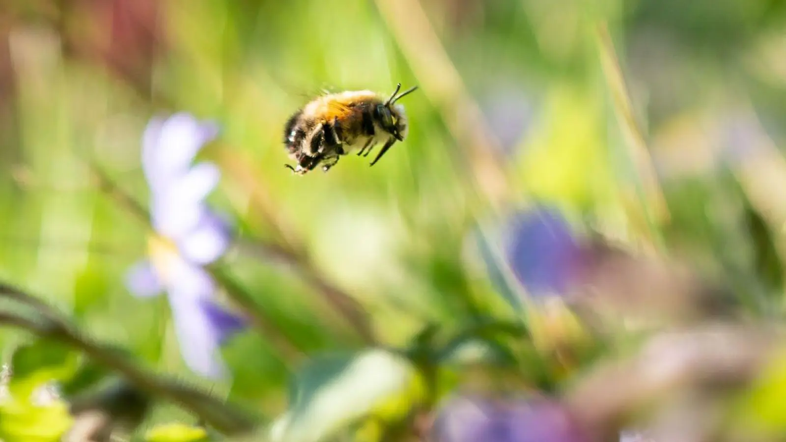 Auf einer natürlichen Blumenwiese von der Fläche eines Basketballfelds können etwa 60.000 Insekten leben. (Foto: Frank Rumpenhorst/dpa)