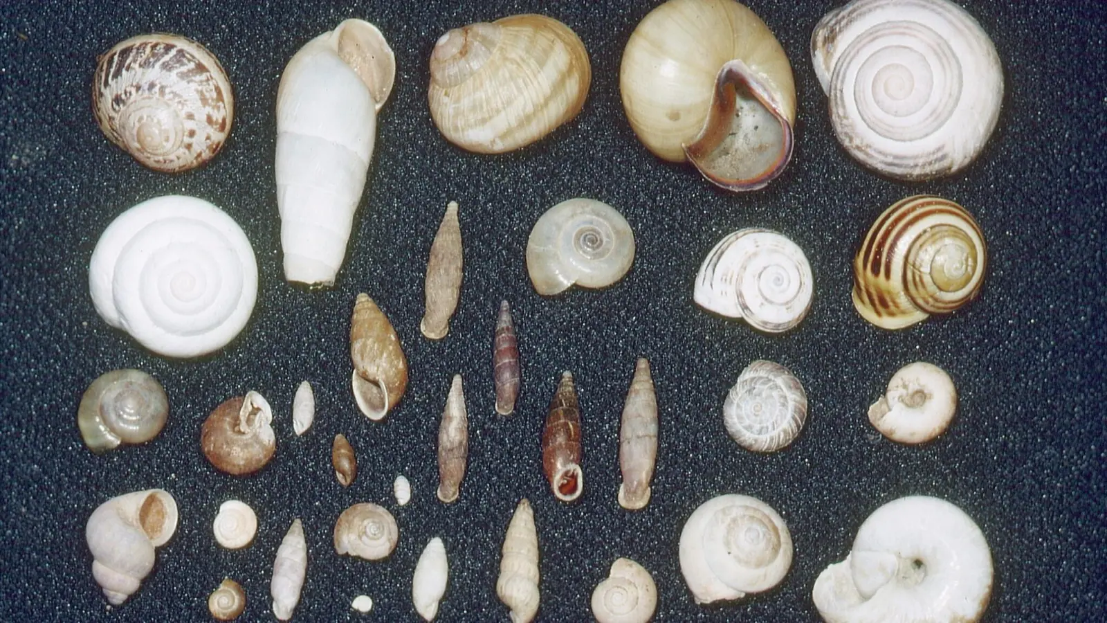 Eine große Vielfalt gibt es bei Formen, Größen und Farben, wie diese Auswahl von in Westmittelfranken lebenden Schnecken zeigt. (Foto: Ulrich Meßlinger)