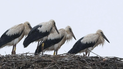 Schauer im Norden und Sonne im Süden zeigt die Wettervorhersage für Sonntag. (Foto: Sebastian Willnow/dpa)
