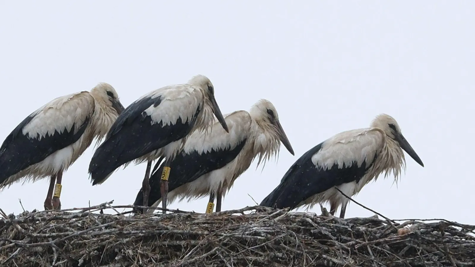 Schauer im Norden und Sonne im Süden zeigt die Wettervorhersage für Sonntag. (Foto: Sebastian Willnow/dpa)