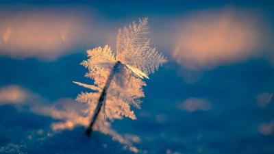 Zauberhafter Wintermorgen bei Eiseskälte. (Foto: Patrick Pleul/dpa)